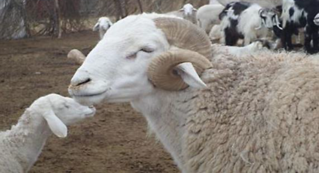 Journée d’étude : Amélioration de la durabilité de la production ovine en Algérie : défis et opportunités